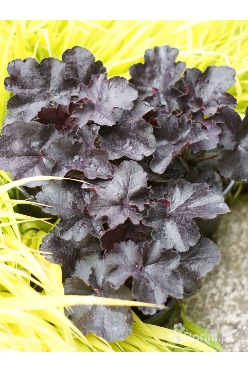 Żurawka 'Black Forrest Cake' | Heuchera
