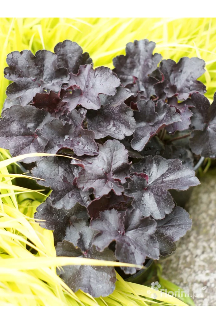 Żurawka 'Black Forrest Cake' | Heuchera