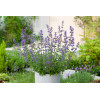 Kocimiętka Faassena 'Six Hills Giant' | Nepeta faassenii