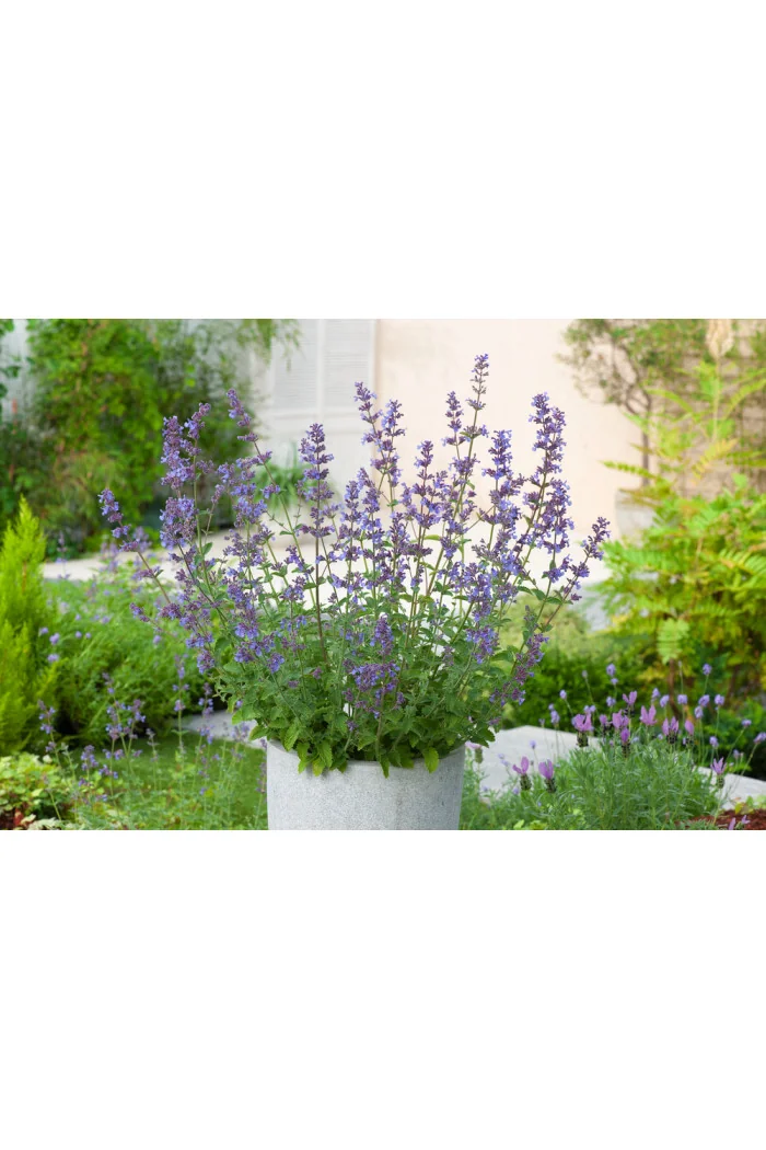 Kocimiętka Faassena 'Six Hills Giant' | Nepeta faassenii