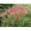 Miskant chiński 'Rotsilber' | Miscanthus sinensis
