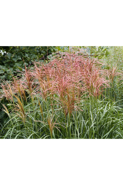 Miskant chiński 'Rotsilber' | Miscanthus sinensis