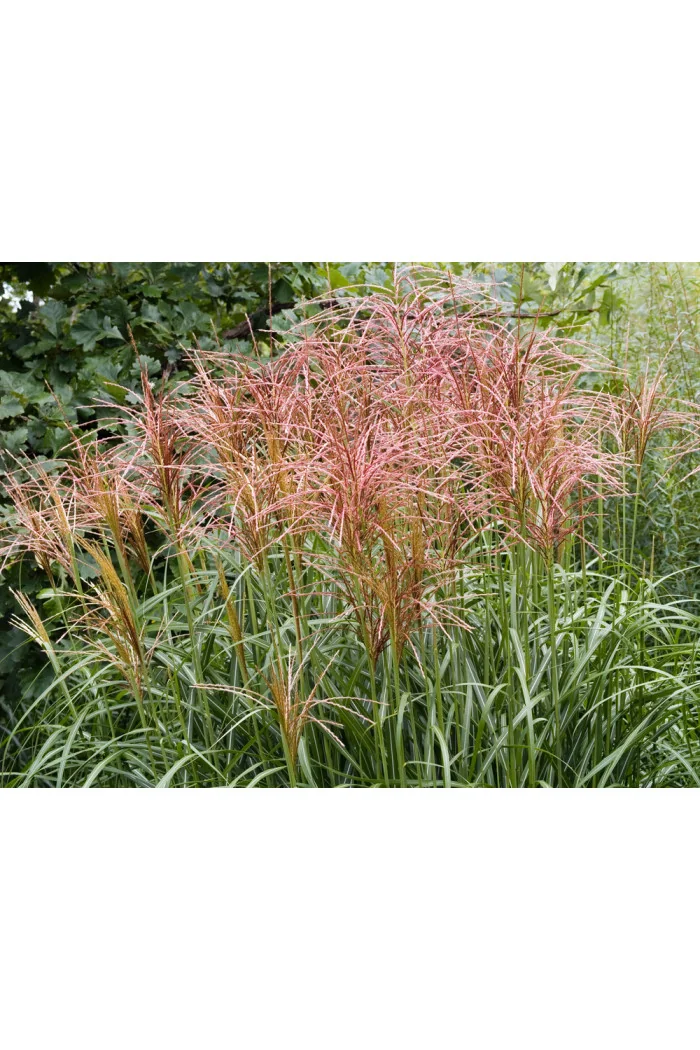 Miskant chiński 'Rotsilber' | Miscanthus sinensis