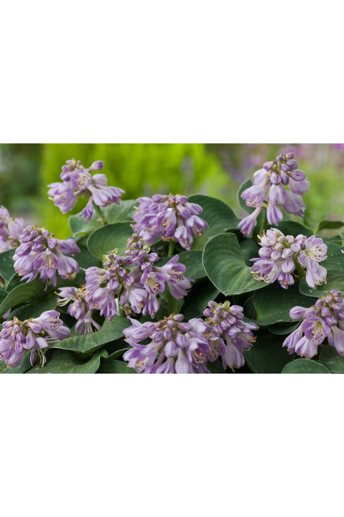 Funkia 'Blue Mouse Ears' | Hosta