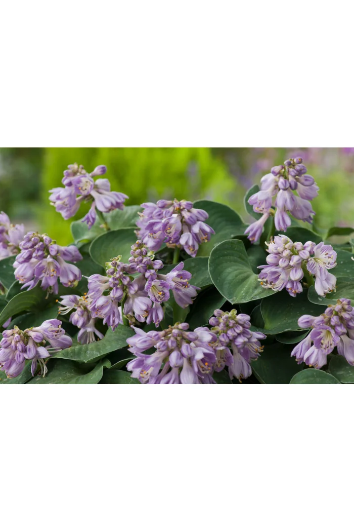Funkia 'Blue Mouse Ears' | Hosta
