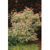 Klon jesionolistny 'Flamingo' Acer negundo