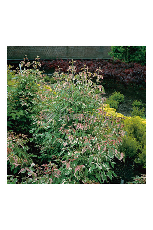 Klon jesionolistny 'Flamingo' Acer negundo