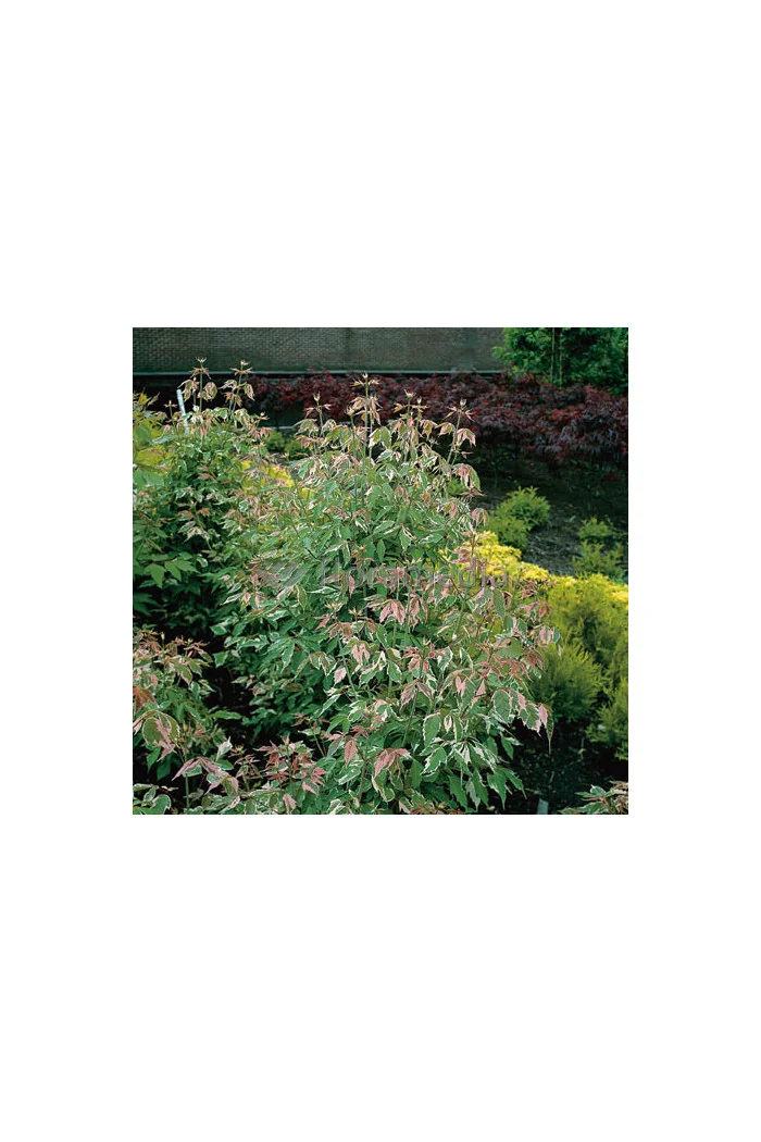 Klon jesionolistny 'Flamingo' Acer negundo