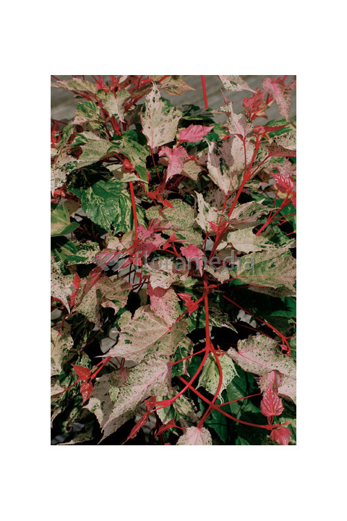 Klon jesionolistny 'Flamingo' Acer negundo