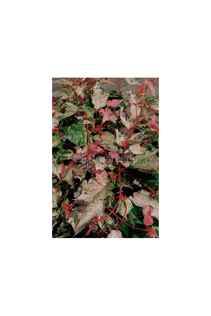 Klon jesionolistny 'Flamingo' Acer negundo