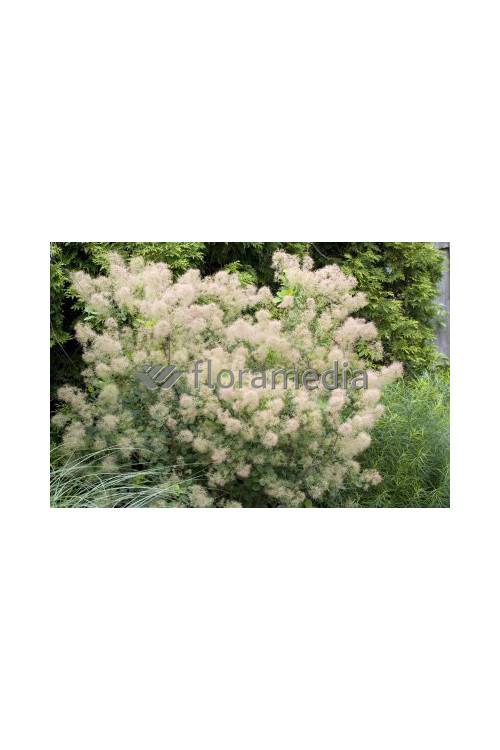 Perukowiec podolski 'Young Lady' Cotinus coggygria