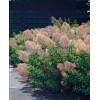 Perukowiec podolski 'Young Lady' Cotinus coggygria