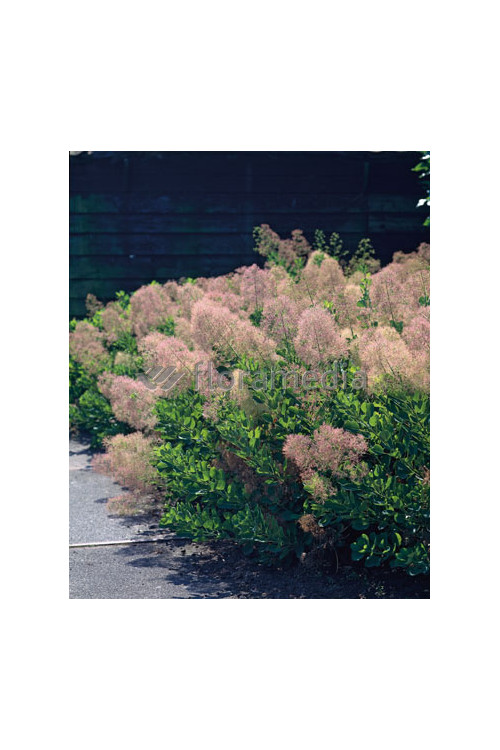 Perukowiec podolski 'Young Lady' Cotinus coggygria