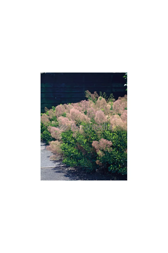 Perukowiec podolski 'Young Lady' Cotinus coggygria