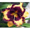 liliowiec, hemerocallis