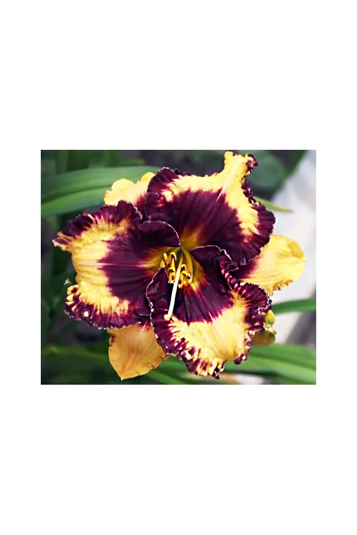 liliowiec, hemerocallis