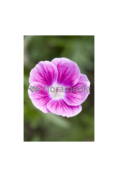 Bodziszek czerwony 'Elke' Geranium sanguineum