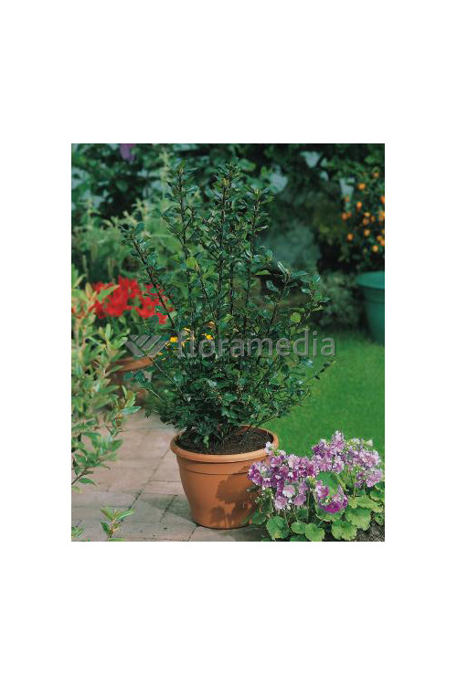 Ostrokrzew Meservy 'Golden Girl' (żeński) Ilex x meserveae