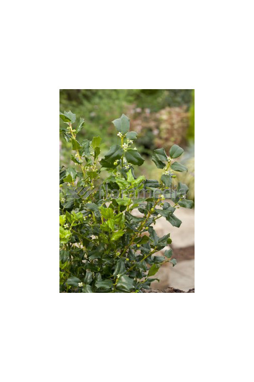 Ostrokrzew Meservy 'Golden Girl' (żeński) Ilex x meserveae