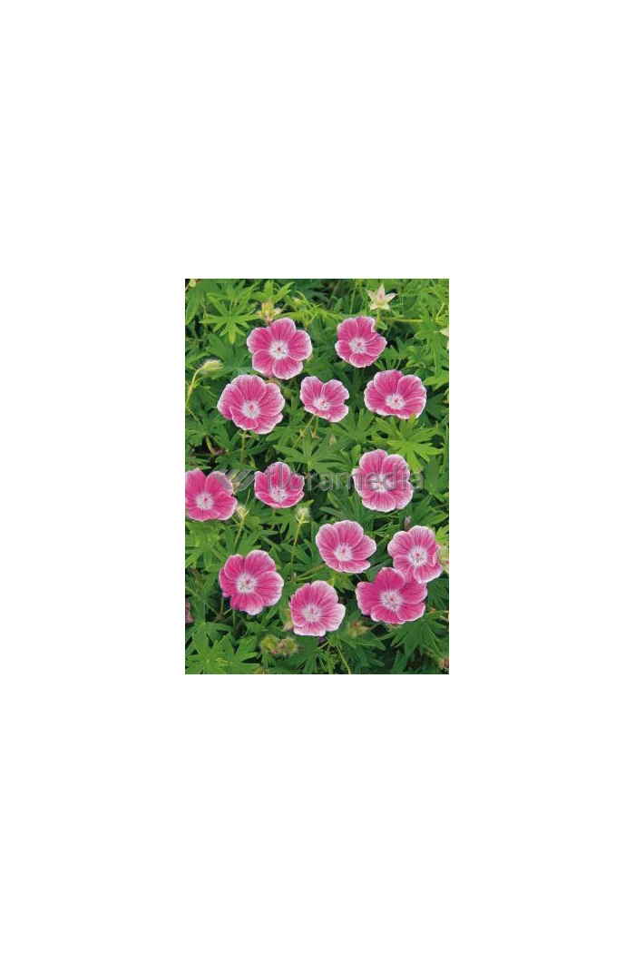 Bodziszek czerwony 'Elke' Geranium sanguineum