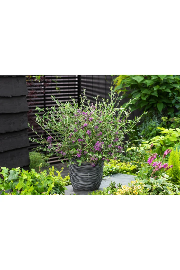 Budleja skrętolistna 'Unique' Buddleja alternifolia