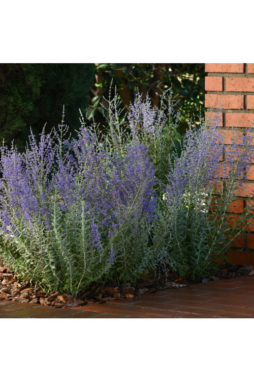 Perowskia łobodolistna 'Blue Steel' | Perovskia atriplicifolia