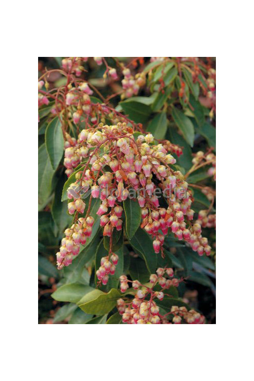 Pieris japoński 'Valley Valentine' Pieris japonica