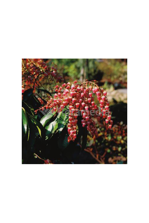 Pieris japoński 'Valley Valentine' Pieris japonica