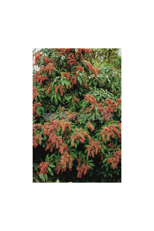 Pieris japoński 'Valley Valentine' Pieris japonica