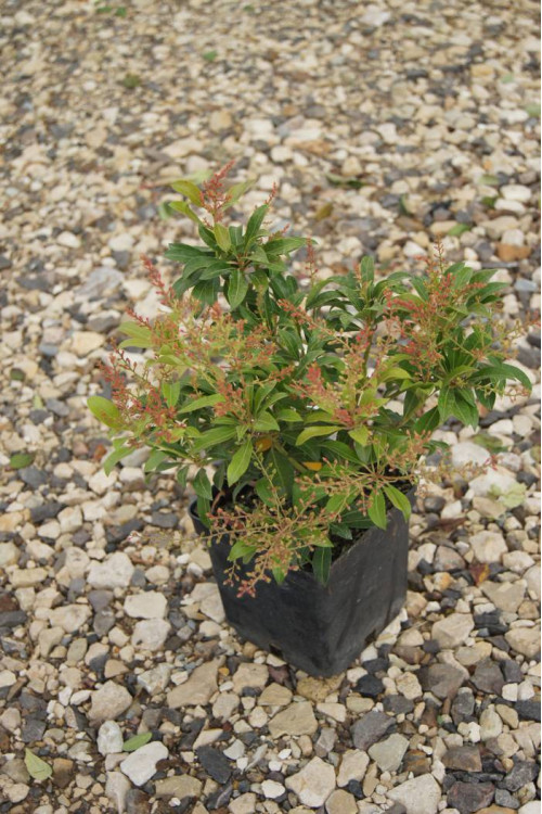 Pieris japoński 'Valley Valentine' Pieris japonica