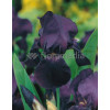 Kosaciec (Irys) prążkowany 'Black Form' | Iris chrysographes