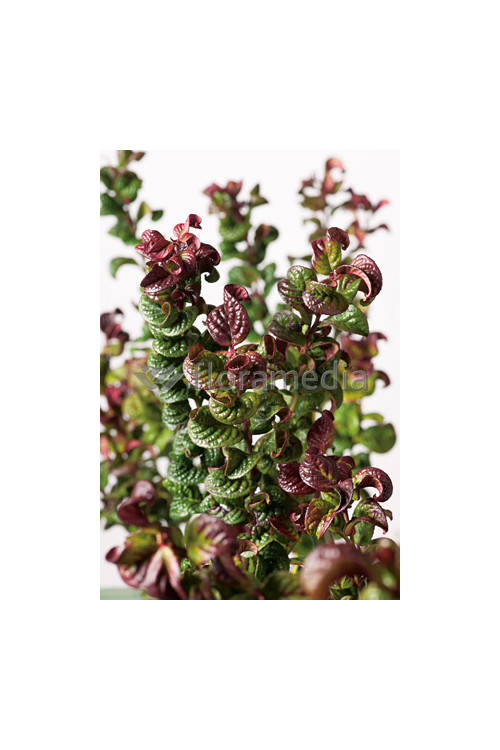 Kiścień 'Curly Red' | Leucothoe axillaris