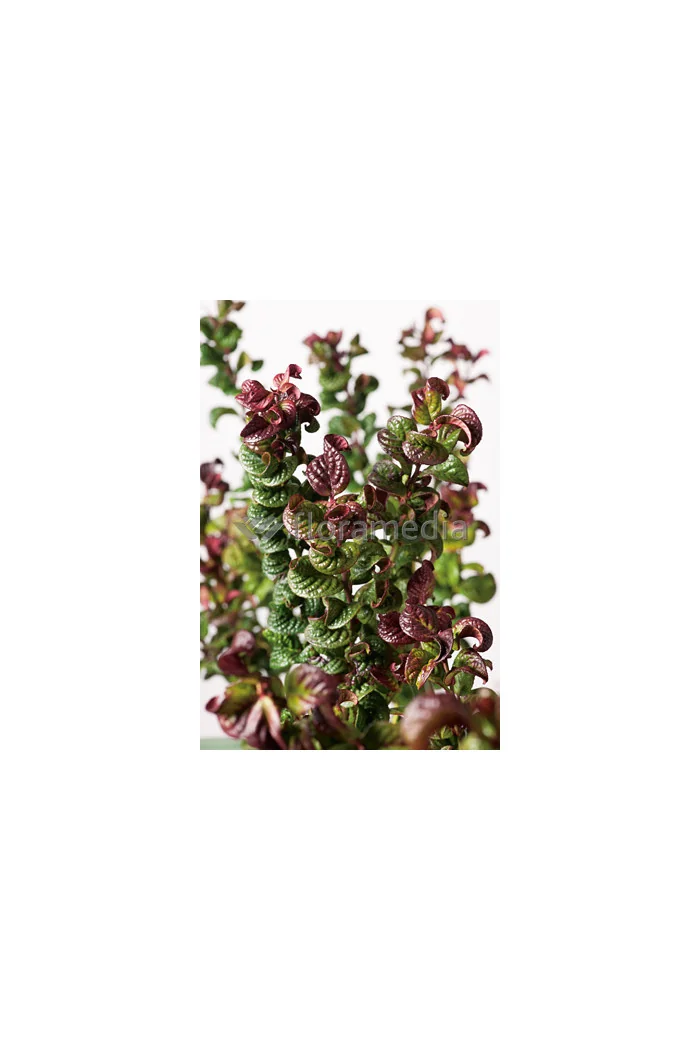 Kiścień 'Curly Red' | Leucothoe axillaris