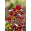 Kiścień 'Curly Red' | Leucothoe axillaris