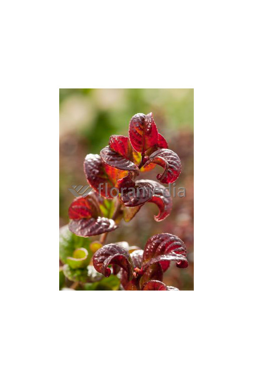 Kiścień 'Curly Red' | Leucothoe axillaris