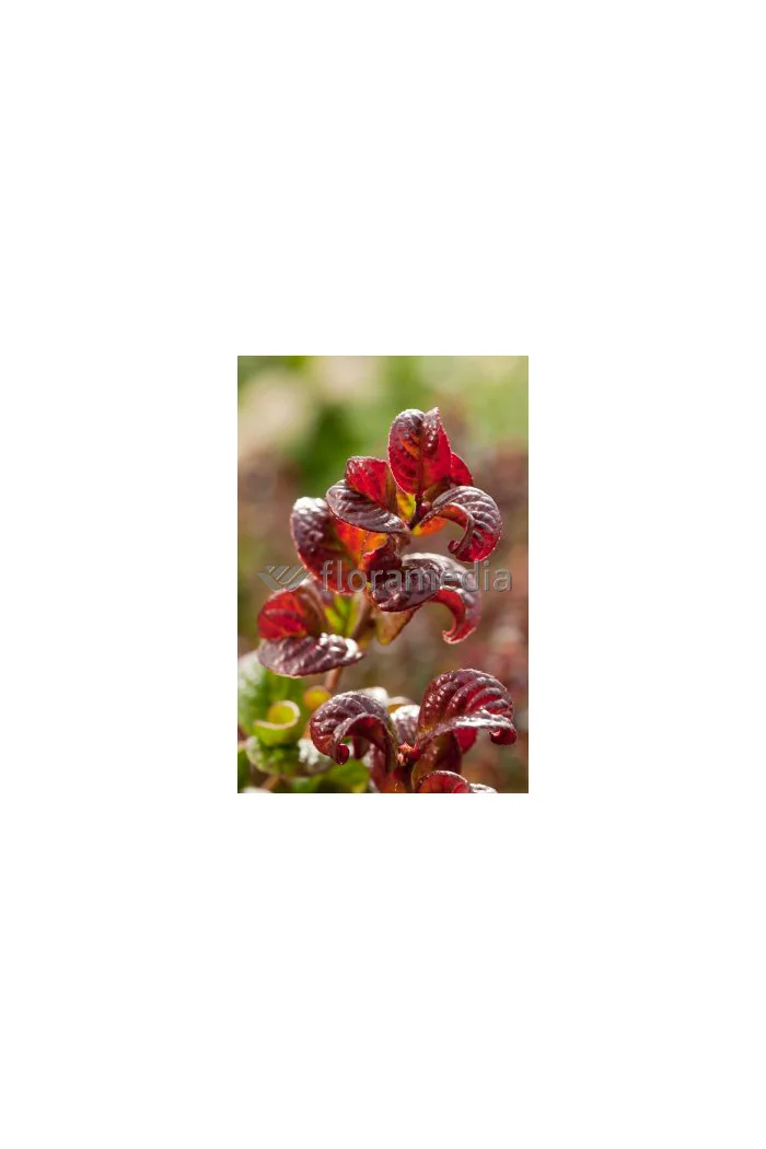 Kiścień 'Curly Red' | Leucothoe axillaris