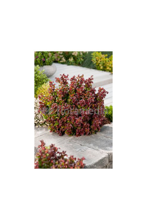 Kiścień 'Curly Red' | Leucothoe axillaris