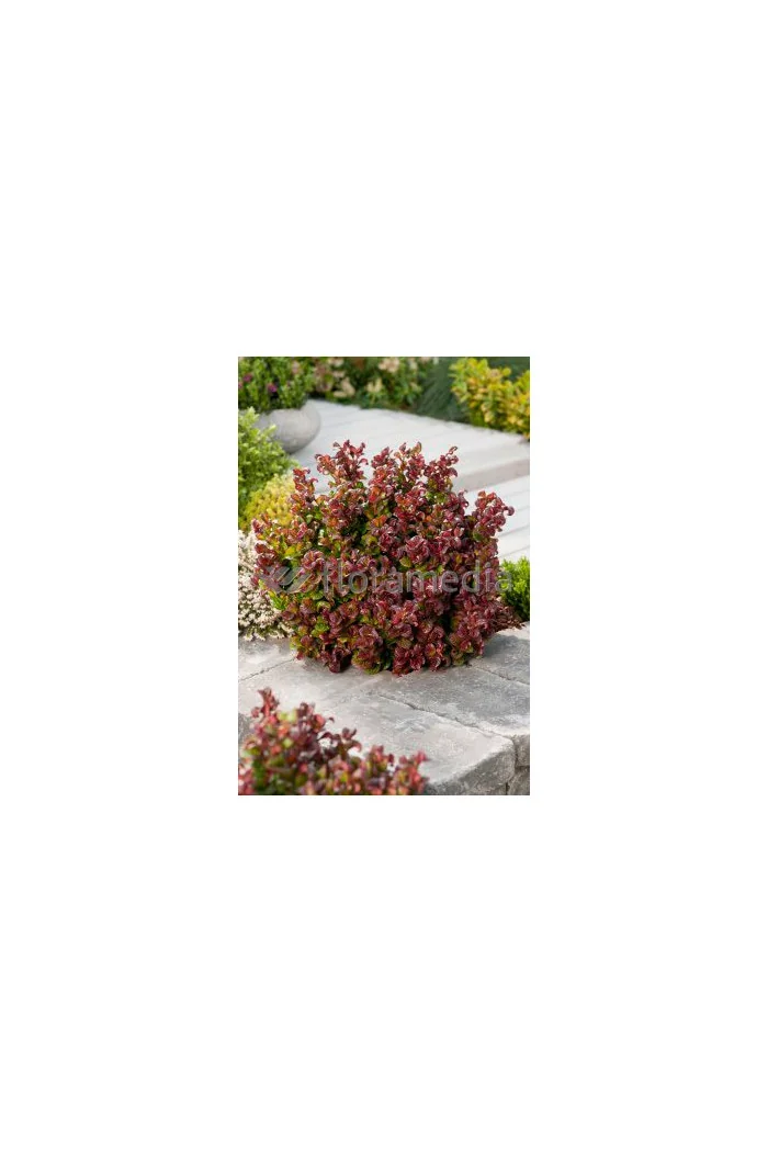 Kiścień 'Curly Red' | Leucothoe axillaris