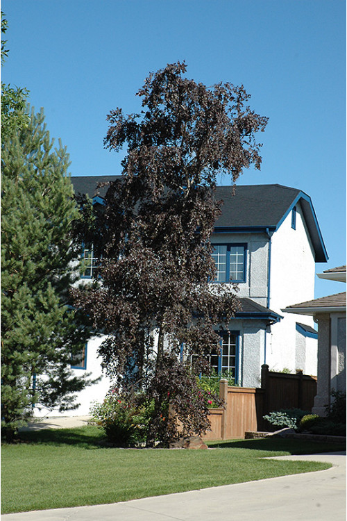 Brzoza zwisająca 'Purpurera' Betula pendula