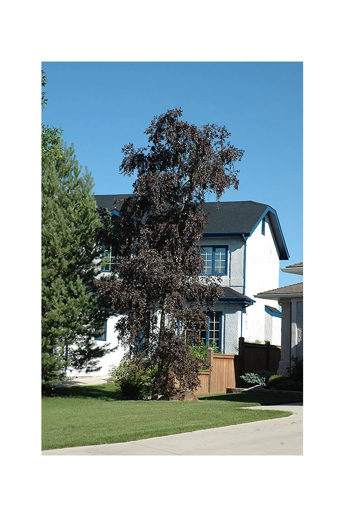 Brzoza zwisająca 'Purpurera' Betula pendula