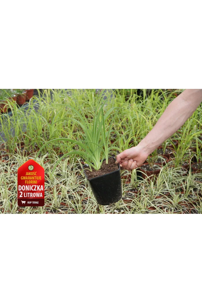 Liliowiec 'Dancing Shiva' Hemerocallis