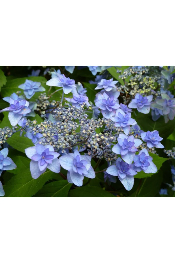 Hortensja ogrodowa Hydrangea macrophylla