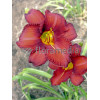 Liliowiec 'Krasnaja Zwiezda' Hemerocallis