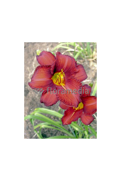 Liliowiec 'Krasnaja Zwiezda' Hemerocallis