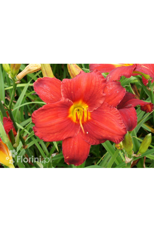 Liliowiec 'Krasnaja Zwiezda' Hemerocallis