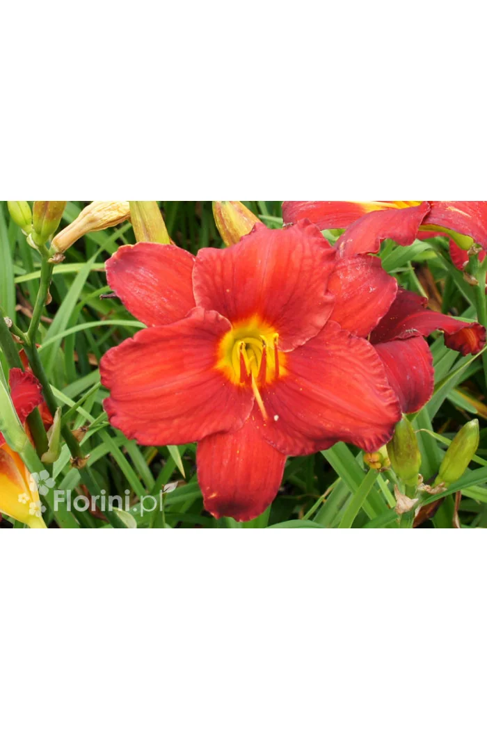 Liliowiec 'Krasnaja Zwiezda' Hemerocallis