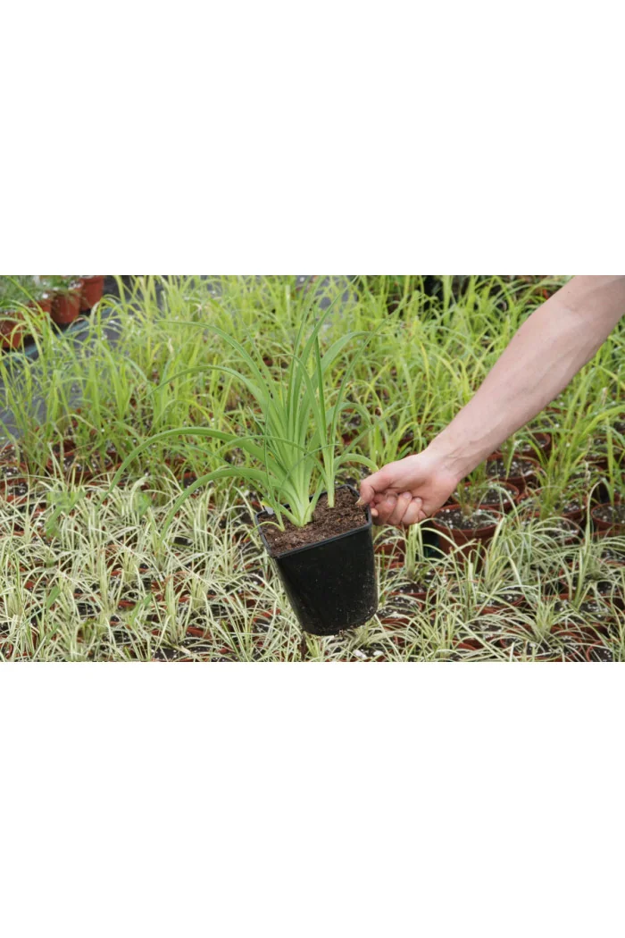 Liliowiec 'Krasnaja Zwiezda' Hemerocallis