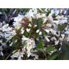 Krzewuszka cudowna 'Black and White' | Weigela florida