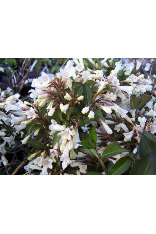 Krzewuszka cudowna 'Black and White' | Weigela florida
