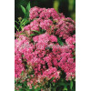 Tawuła japońska 'Macrophylla' Spiraea japonica